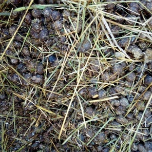 Кроличий навоз